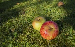 apples on grass